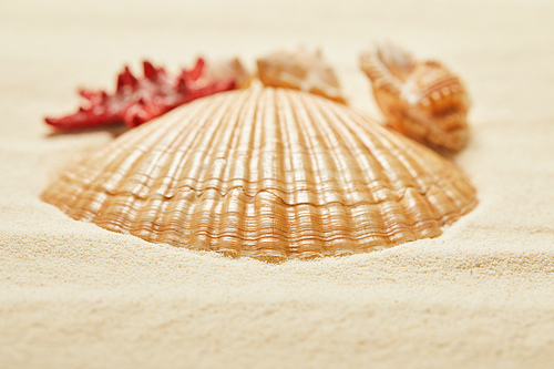 selective focus of orange seashell on beach in summertime