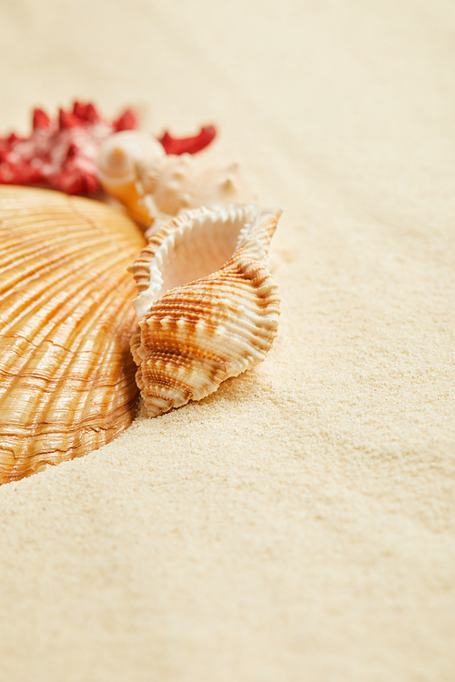 selective focus of orange seashells on beach in summertime