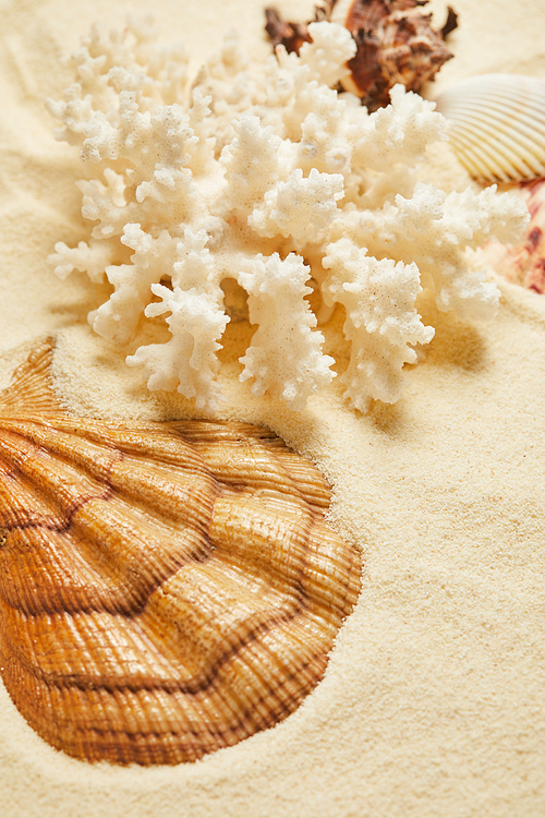 selective focus of seashell near white coral on beach in summertime