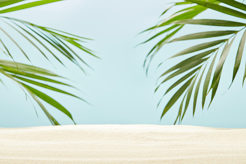 green palm leaves near golden sand on blue