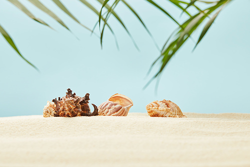 selective focus of seashells on sandy beach near green palm leaves on blue