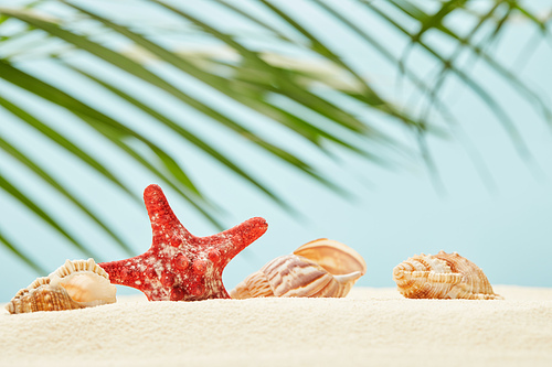 selective focus of red starfish and seashells on sandy beach near green palm leaves on blue