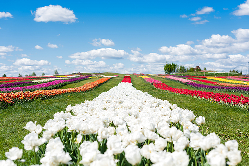 selective focus of colorful tulips field with blue sky and clouds