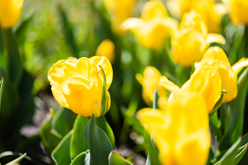 close up view of beautiful yellow colorful tulips with green leaves
