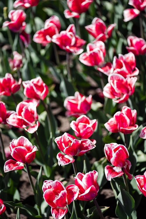 beautiful pink and white tulips with green leaves