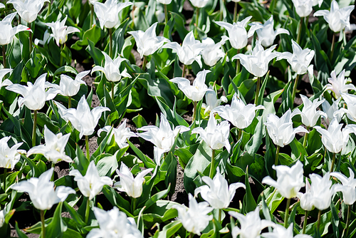 beautiful white tulips with green leaves
