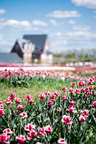 selective focus of house and pink tulips in field