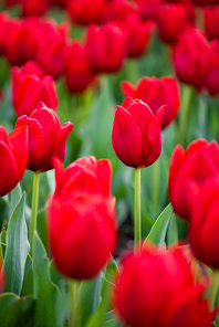 close up view of colorful red tulips with green leaves
