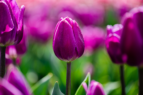 selective focus of beautiful purple colorful tulips