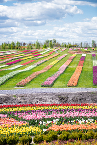 colorful tulips field with blue sky and clouds