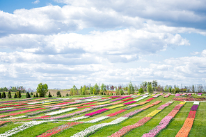 colorful tulips field with blue sky and clouds