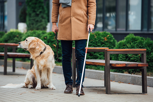Cropped view of blind man with walking stick and guide dog on urban street