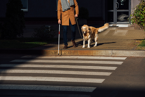Cropped view of man with stick and guide dog standing beside crosswalk