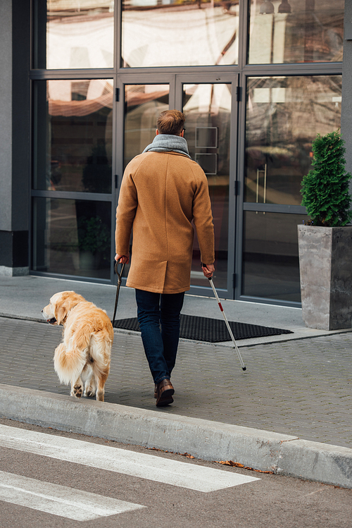 Back view of blind man with walking stick and guide dog walking on street