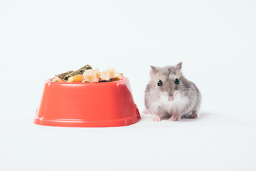 cute funny hamster near orange bowl with pet food on grey background