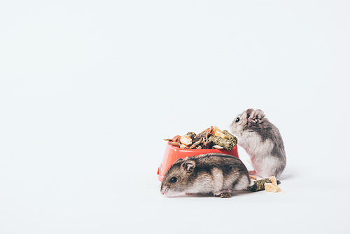 two cute furry hamsters near bowl with pet food on grey background