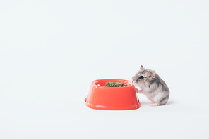 one funny fluffy hamster eating from plastic bowl on grey background