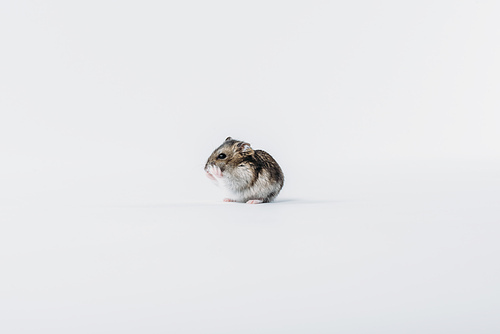 adorable furry hamster washing on grey background with copy space