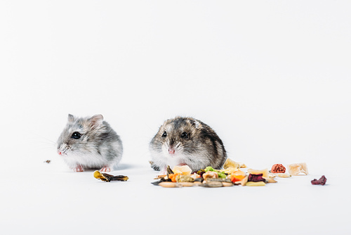 유토이미지 Cute Furry Hamsters Near Dry Pet Food On Grey Background With