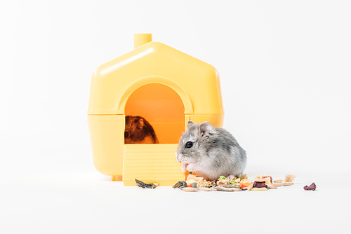 funny fluffy hamster near pet house with one hamster inside on grey