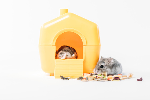 funny fluffy hamster near dry pet food and one hamster inside yellow pet house on grey