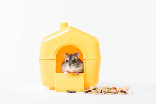 cute, funny hamster inside yellow plastic pet house on grey