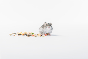 adorable fluffy hamster near dry pet food on grey background with copy space