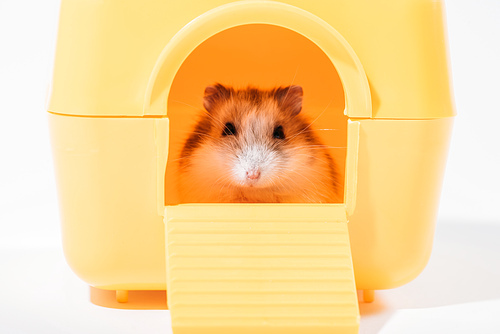 adorable funny hamster sitting in yellow pet house and  on grey