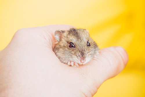 cropped view of man holding adorable fluffy hamster on yellow