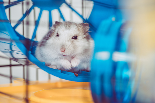 selective focus of cute furry hamster sitting in blue plastic wheel