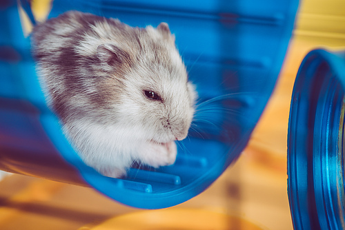 selective focus of adorable hamster sitting in blue plastic wheel in sunshine