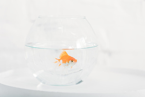 bright goldfish in aquarium with clear transparent water on white background