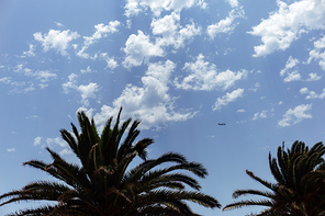 Low angle view of palm trees and plane in blue sky with clouds
