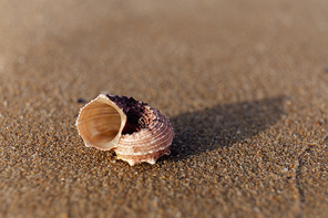 Selective focus of seashell on wet sand on beach