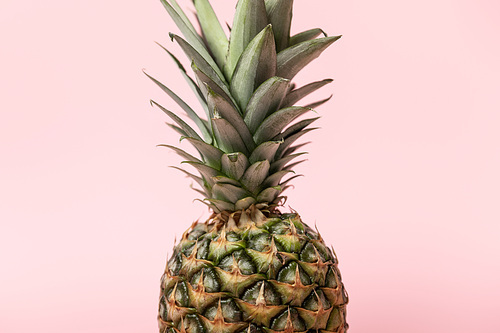 sweet fresh tasty and raw pineapple with green leaves isolated on pink