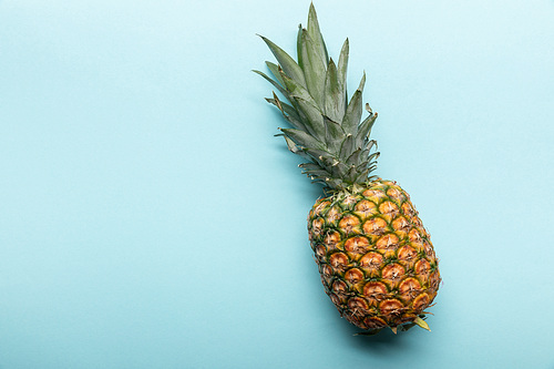 top view of whole ripe tropical pineapple on blue background with copy space
