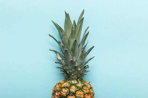 top view of whole ripe tropical pineapple with green leaves on blue background with copy space