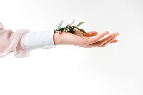 cropped view of female hand holding eucalyptus leaves with flowers in hand on white