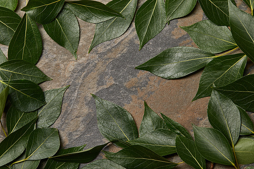 green leaves arranged in frame on stone background with copy space