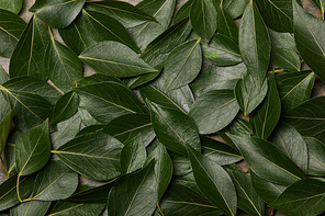 top view of green leaves background with copy space