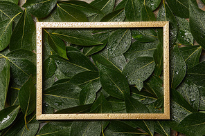 empty golden frame on green wet fresh foliage background with copy space