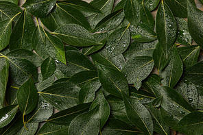 top view of wet green leaves background with copy space