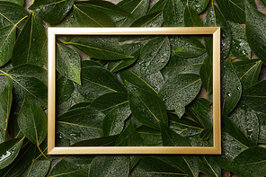 empty golden frame on green wet foliage background with copy space