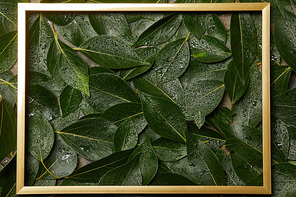 empty golden frame on green wet fresh leaves background with copy space