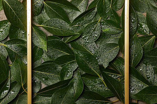 empty golden frame on green wet green foliage background with copy space