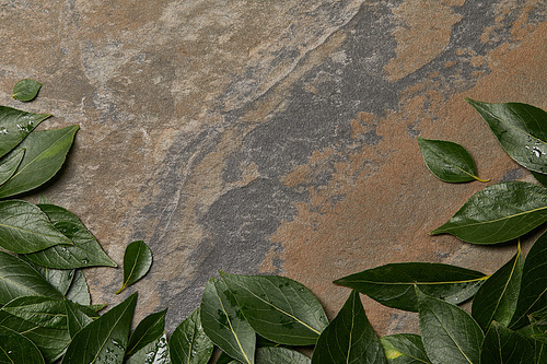 green wet foliage on stone background with copy space