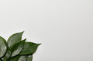green wet leaves with copy space isolated on white