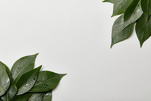 green wet foliage with copy space isolated on white