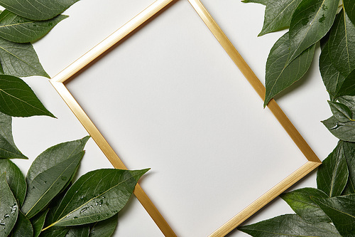 empty golden frame with copy space and green leaves isolated on white