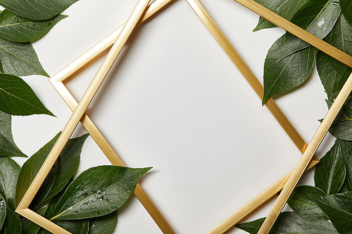 empty golden frames on white background with copy space and green wet leaves